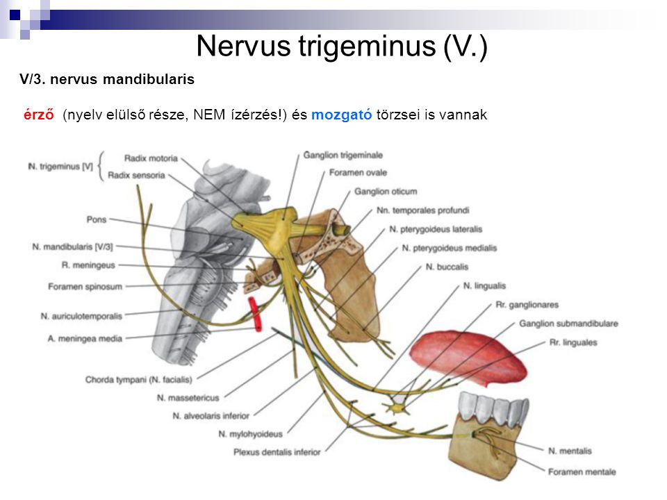 Nervus trigeminus (V.) V/3. nervus mandibularis