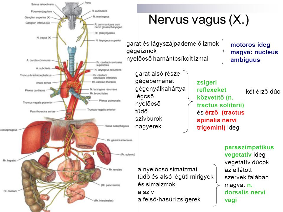 Nervus vagus (X.) garat és lágyszájpademelő izmok motoros ideg