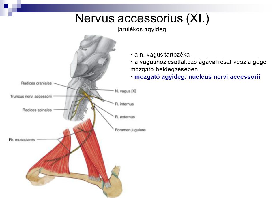 Nervus accessorius (XI.) járulékos agyideg