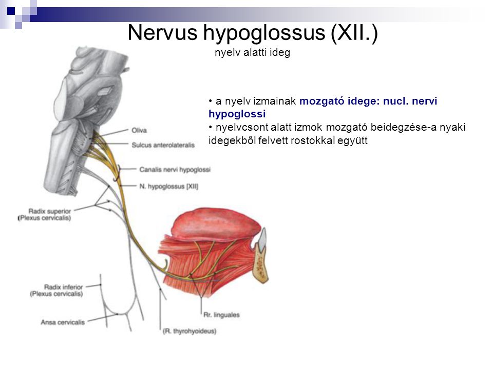 Nervus hypoglossus (XII.) nyelv alatti ideg