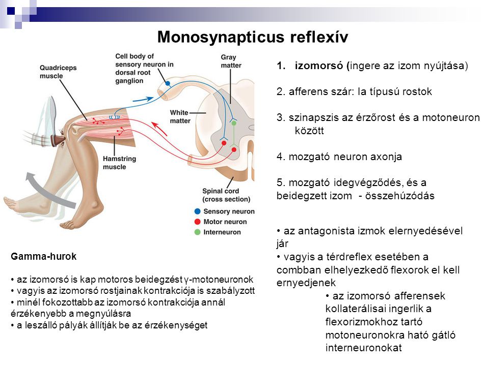 Monosynapticus reflexív