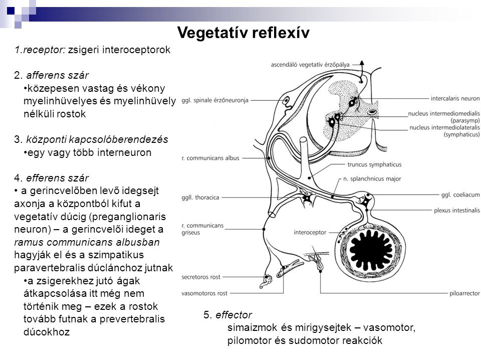 Vegetatív reflexív receptor: zsigeri interoceptorok 2. afferens szár