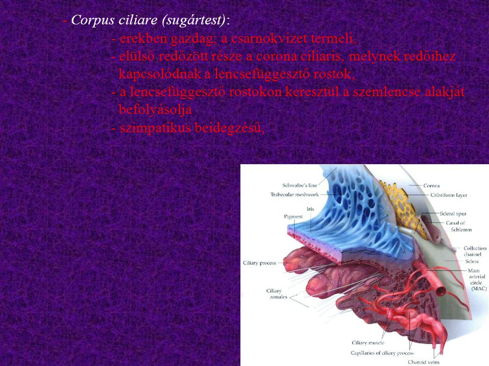 Corpus ciliare (sugártest):