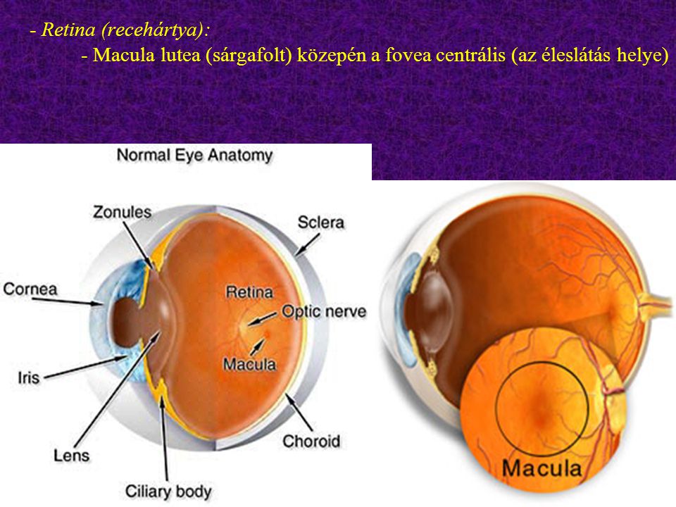 - Retina (recehártya): - Macula lutea (sárgafolt) közepén a fovea centrális (az éleslátás helye)