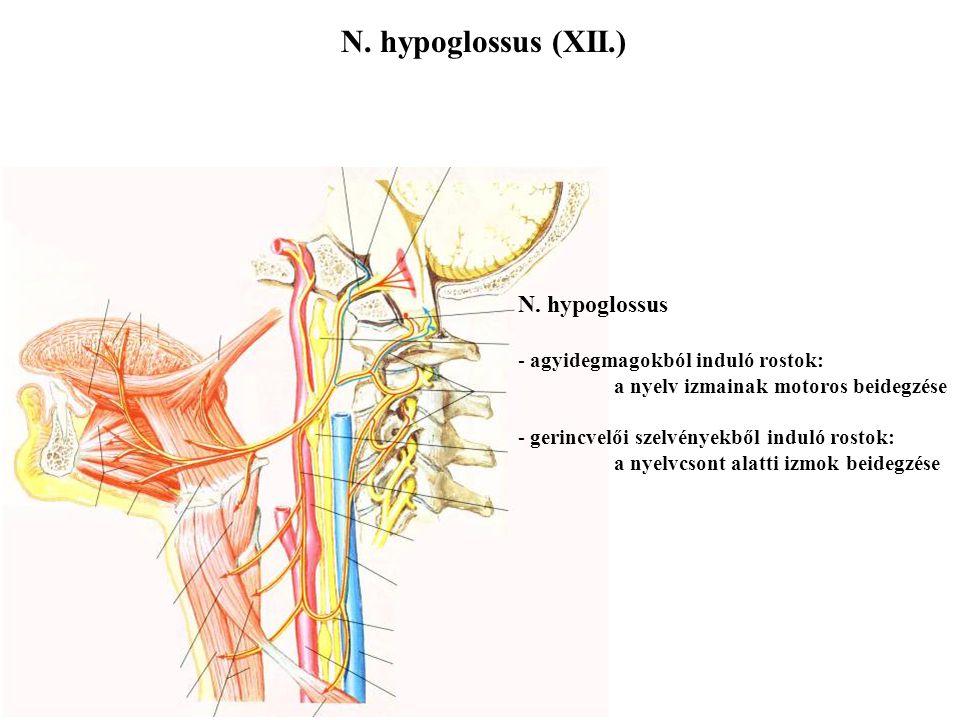 N. hypoglossus (XII.) N. hypoglossus agyidegmagokból induló rostok: