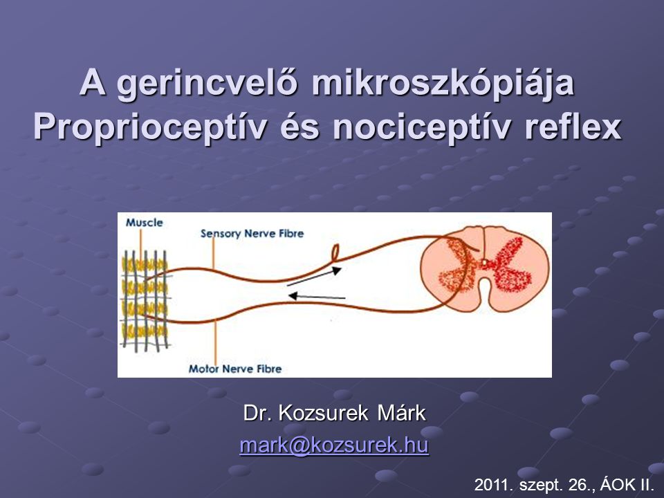 A gerincvelő mikroszkópiája Proprioceptív és nociceptív reflex