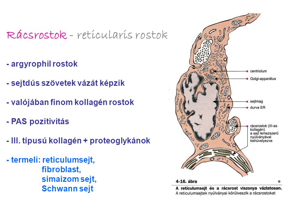 Rácsrostok - reticularis rostok