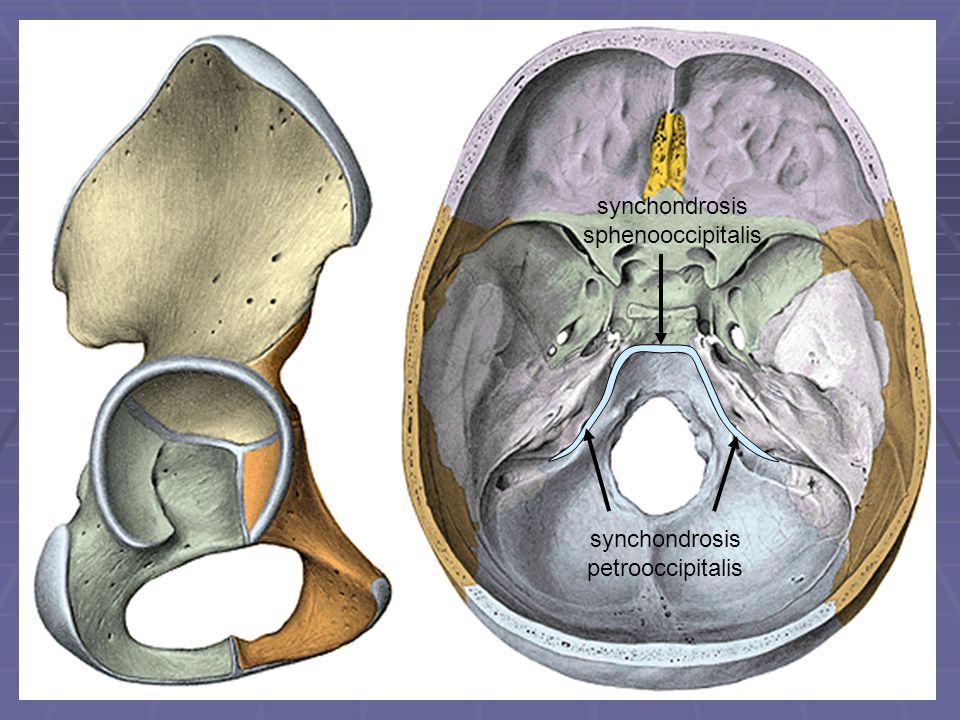 synchondrosis sphenooccipitalis