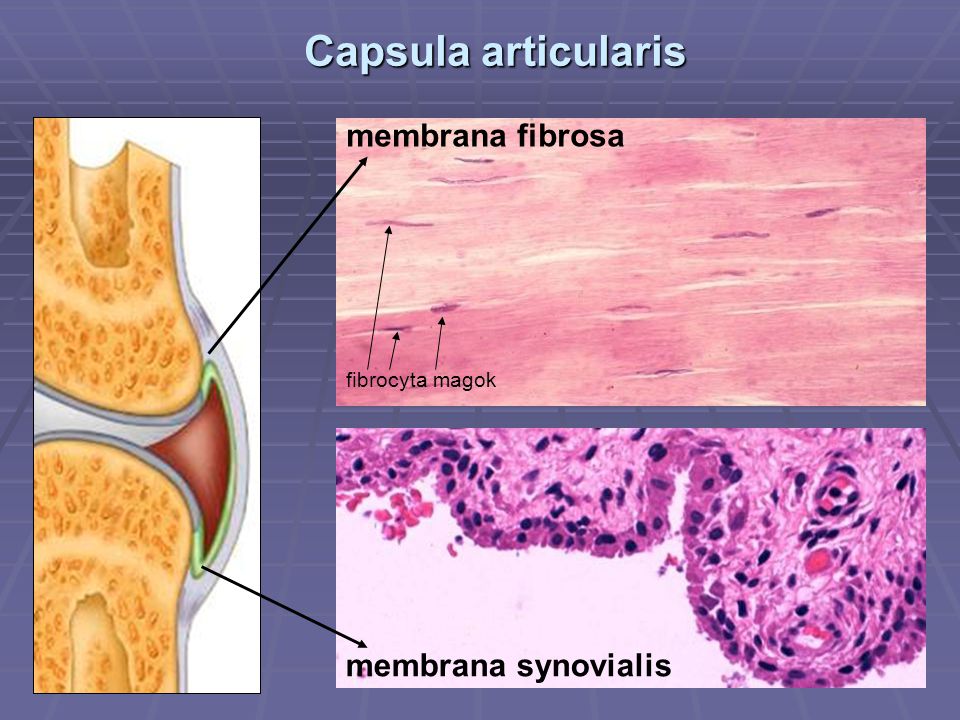Capsula articularis membrana fibrosa membrana synovialis