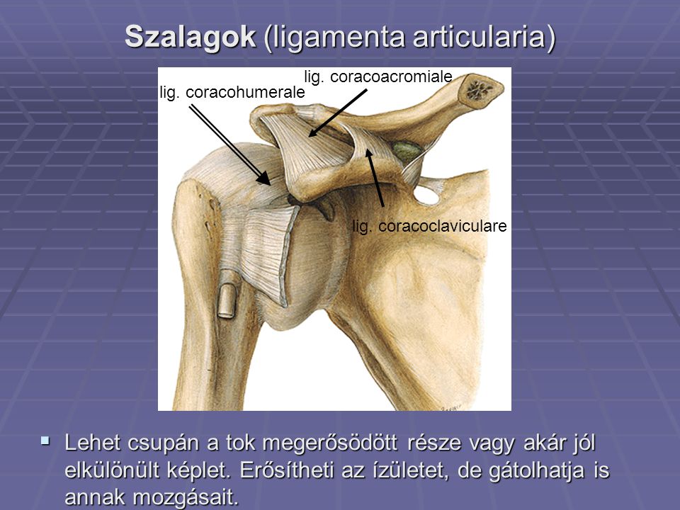 Szalagok (ligamenta articularia)