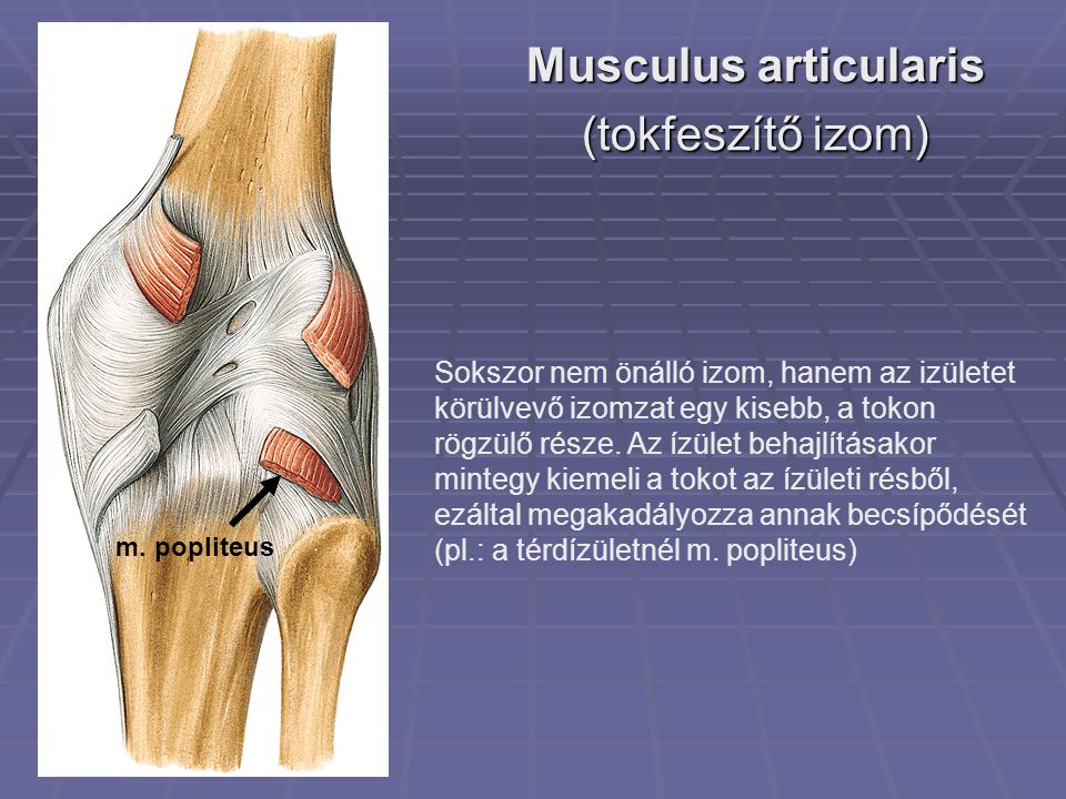 Musculus articularis (tokfeszítő izom)