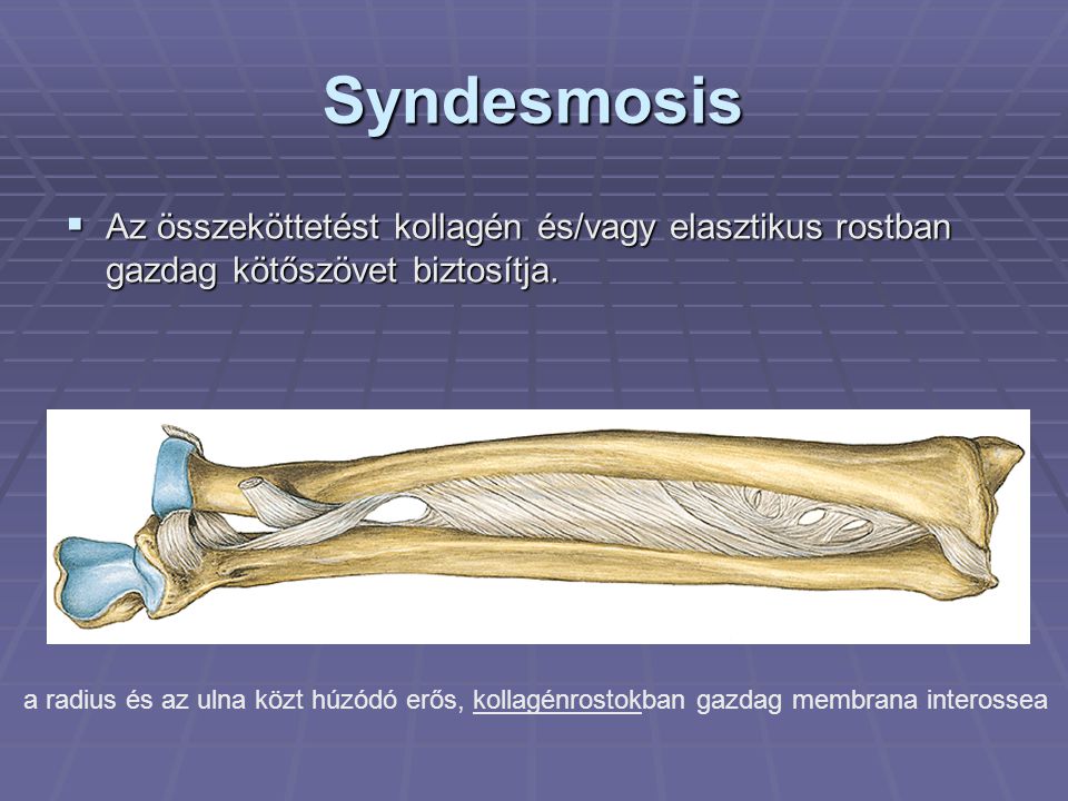 Syndesmosis Az összeköttetést kollagén és/vagy elasztikus rostban gazdag kötőszövet biztosítja.