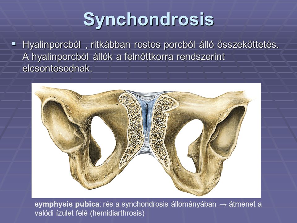 Synchondrosis Hyalinporcból , ritkábban rostos porcból álló összeköttetés. A hyalinporcból állók a felnőttkorra rendszerint elcsontosodnak.