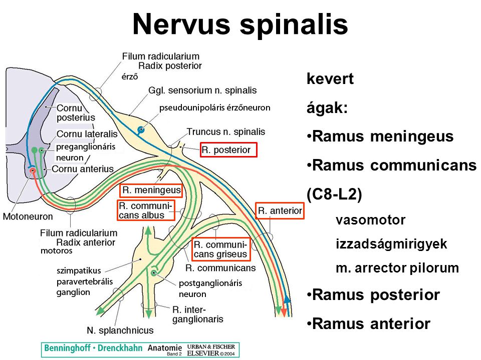 Nervus spinalis kevert ágak: Ramus meningeus Ramus communicans (C8-L2)