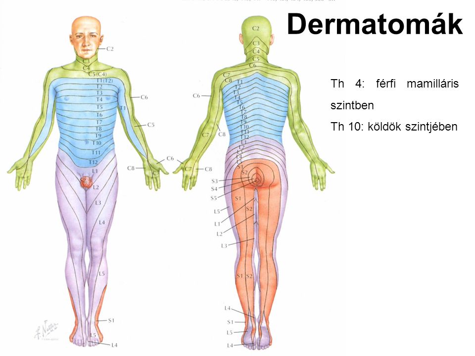 Dermatomák Th 4: férfi mamilláris szintben Th 10: köldök szintjében