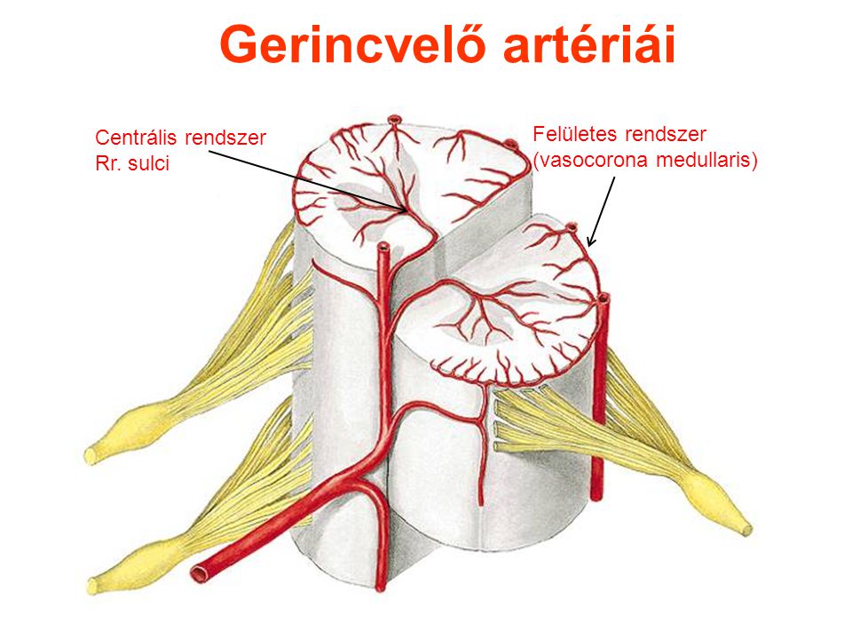 Gerincvelő artériái Felületes rendszer Centrális rendszer