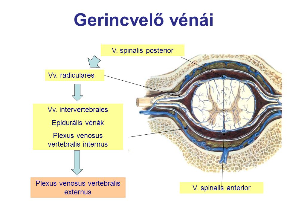 Gerincvelő vénái V. spinalis posterior Vv. radiculares
