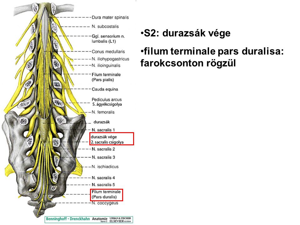 S2: durazsák vége filum terminale pars duralisa: farokcsonton rögzül