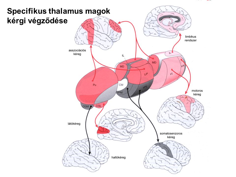 Specifikus thalamus magok