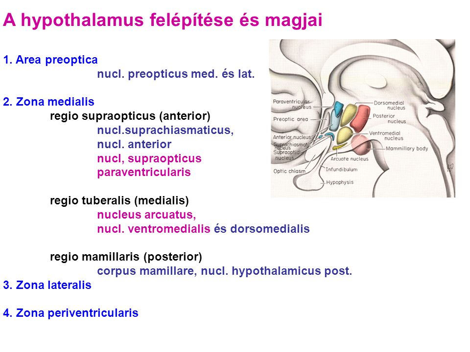 A hypothalamus felépítése és magjai