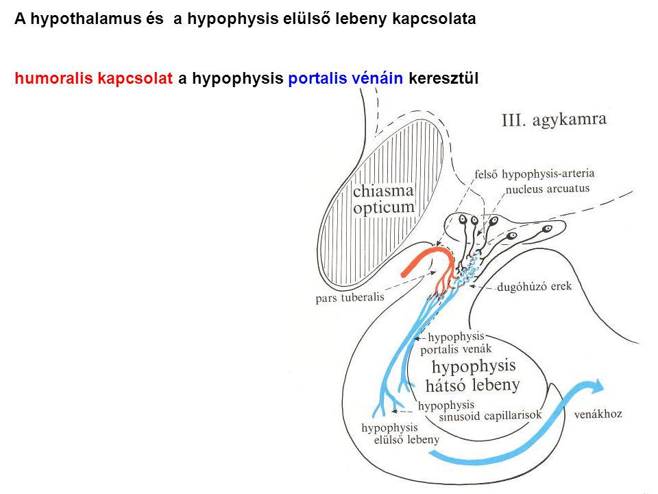 A hypothalamus és a hypophysis elülső lebeny kapcsolata