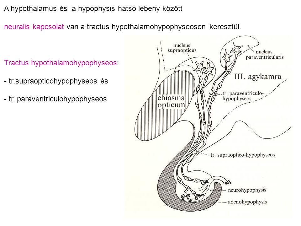 A hypothalamus és a hypophysis hátsó lebeny között