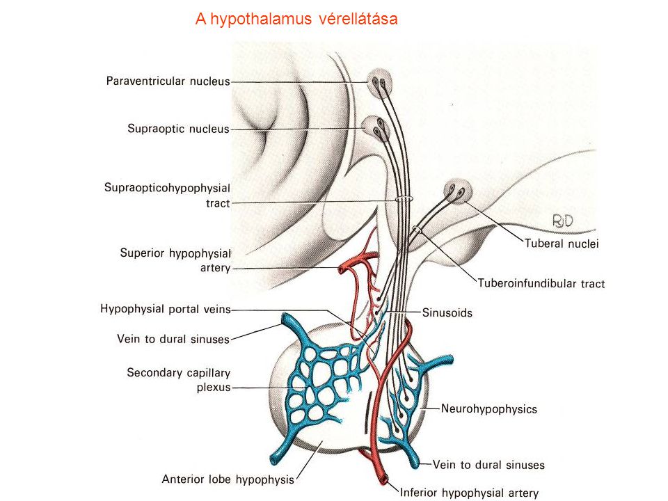 A hypothalamus vérellátása