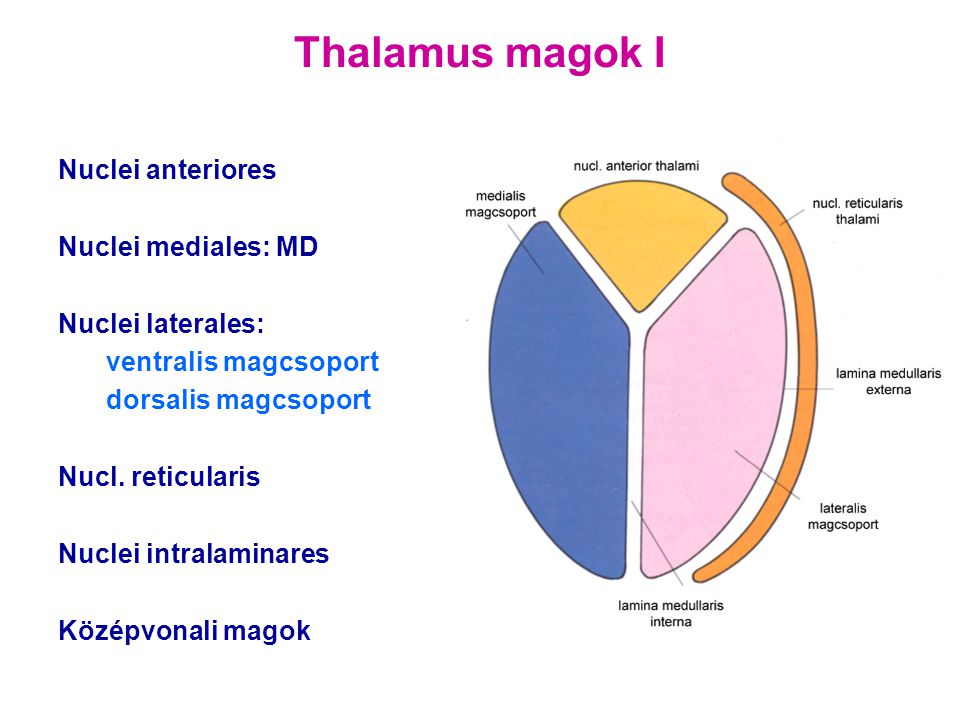 Thalamus magok I Nuclei anteriores Nuclei mediales: MD