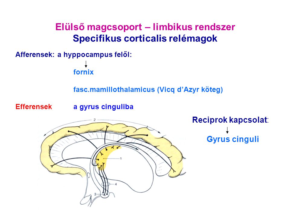 Elülső magcsoport – limbikus rendszer Specifikus corticalis relémagok