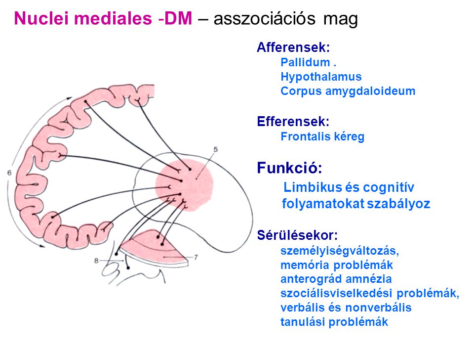 Nuclei mediales -DM – asszociációs mag