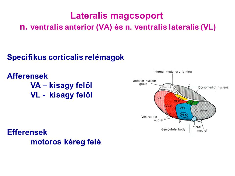 Lateralis magcsoport n. ventralis anterior (VA) és n