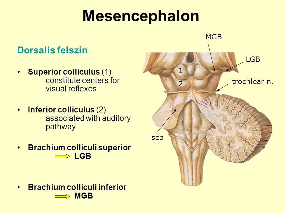 Mesencephalon Dorsalis felszín