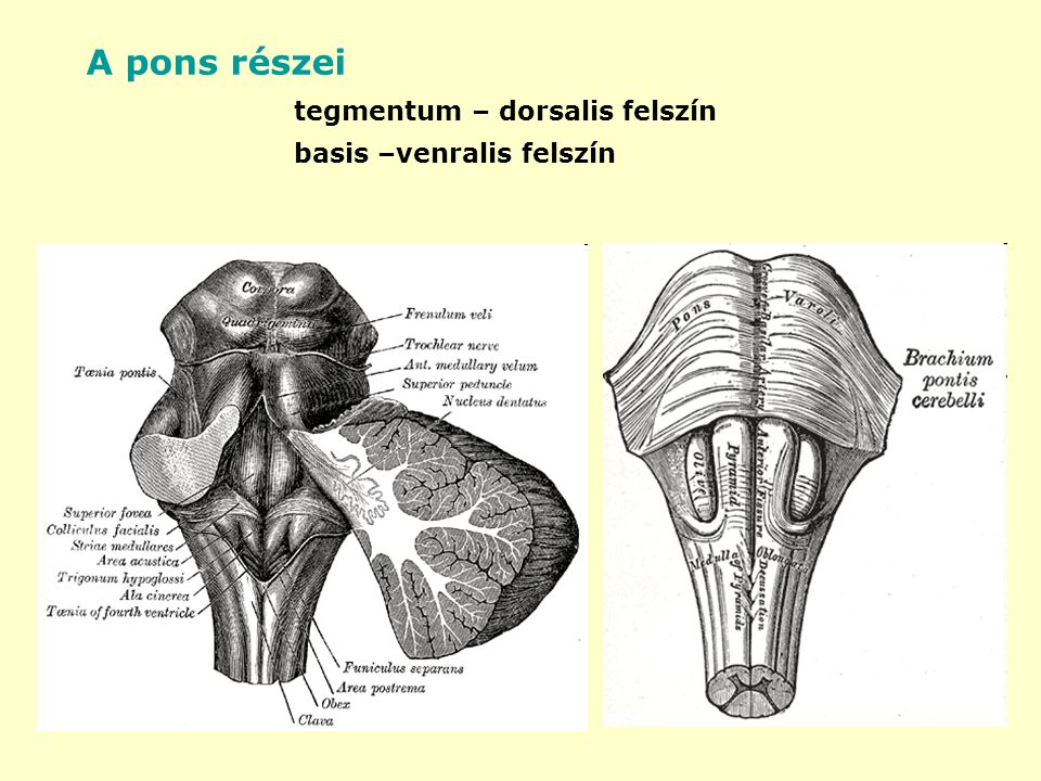 A pons részei tegmentum – dorsalis felszín basis –venralis felszín