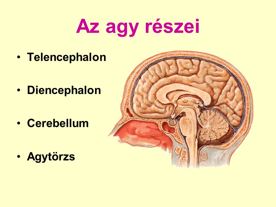 Az agy részei Telencephalon Diencephalon Cerebellum Agytörzs