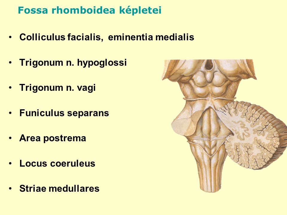 Fossa rhomboidea képletei