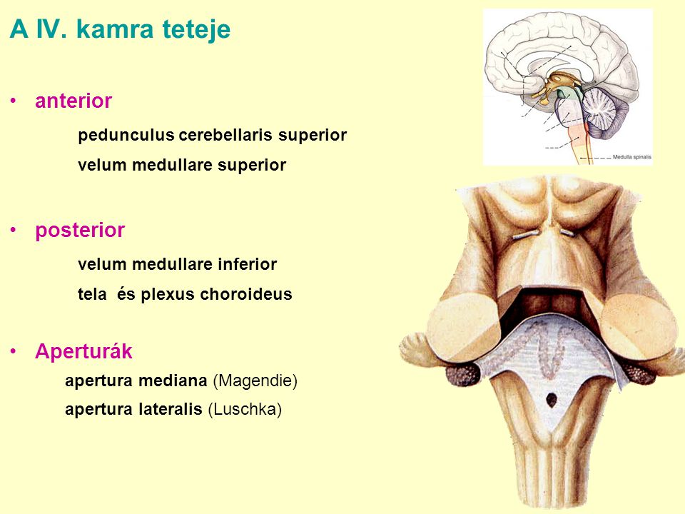 A IV. kamra teteje anterior pedunculus cerebellaris superior posterior