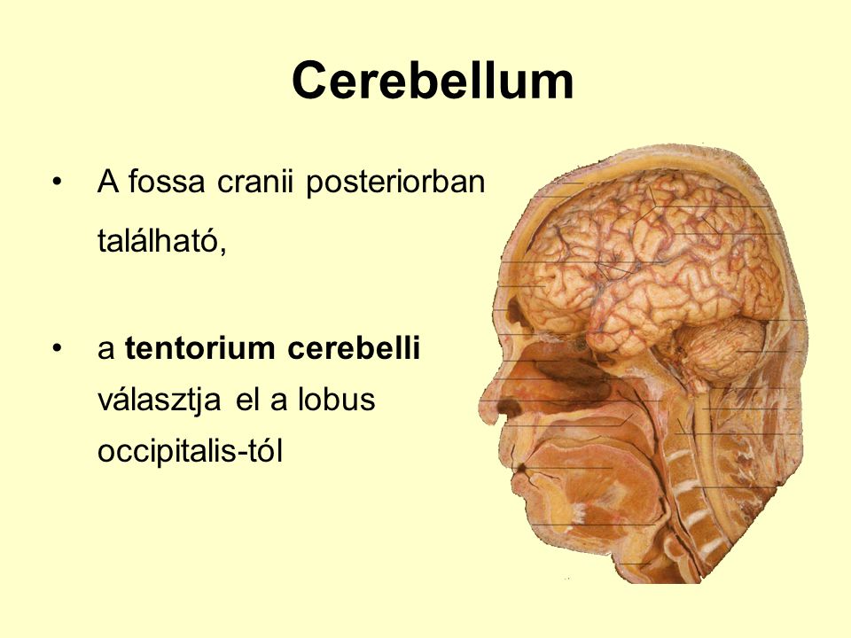 Cerebellum A fossa cranii posteriorban található,