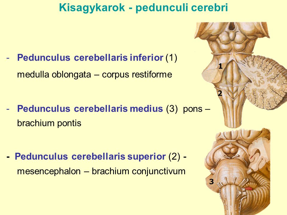 Kisagykarok - pedunculi cerebri
