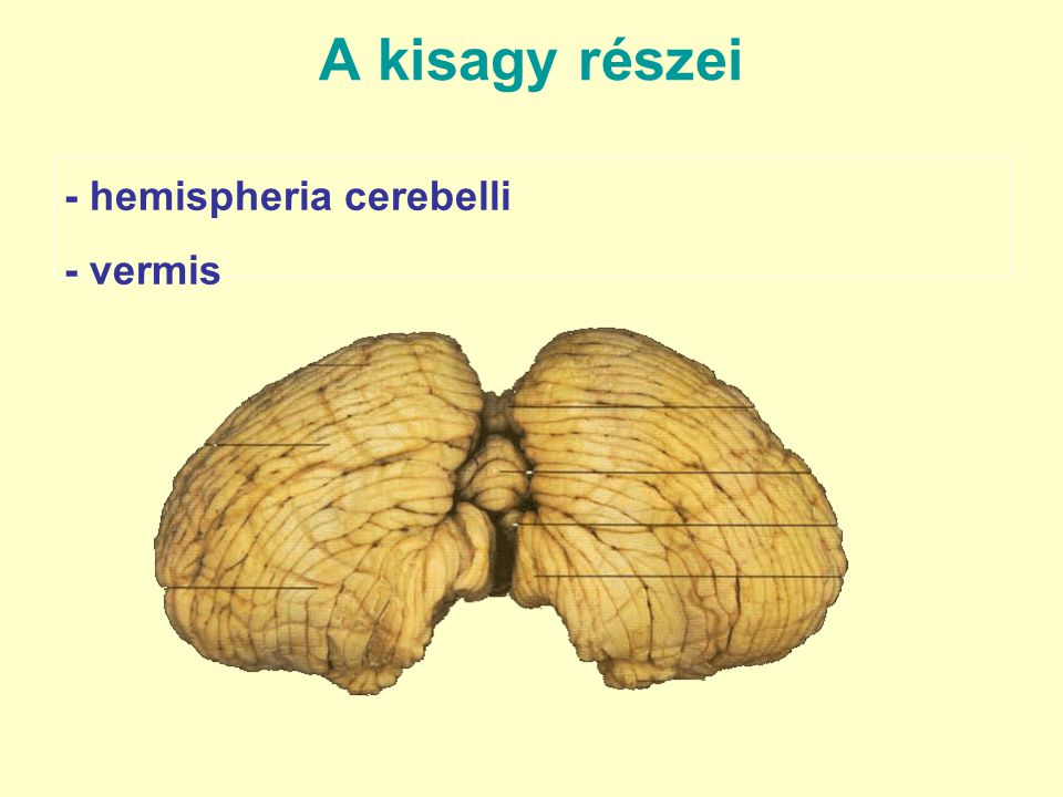 A kisagy részei - hemispheria cerebelli - vermis