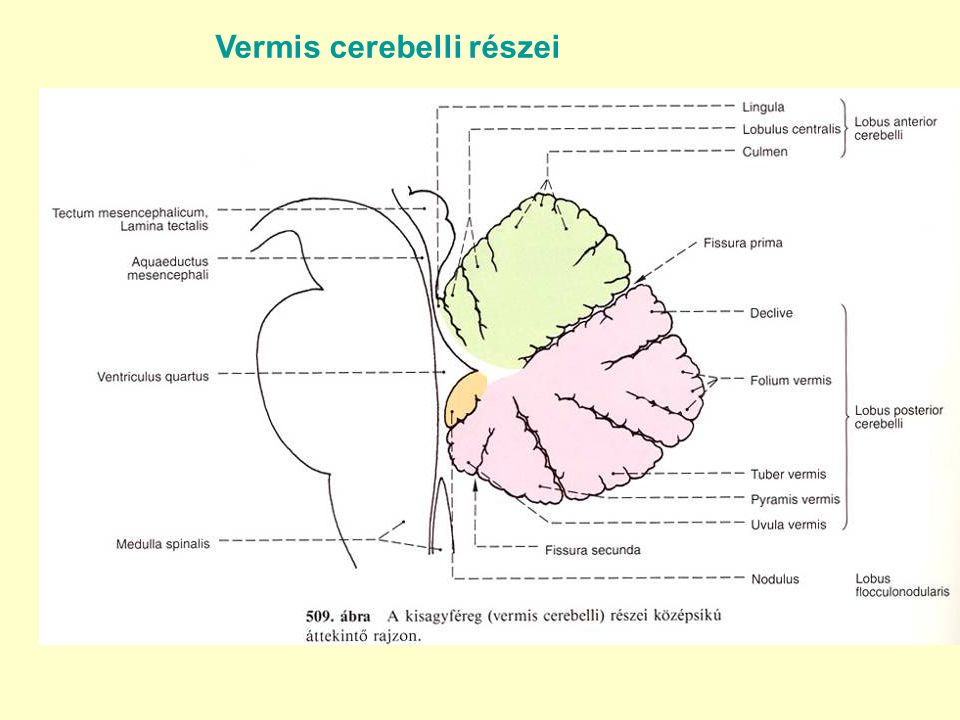 Vermis cerebelli részei