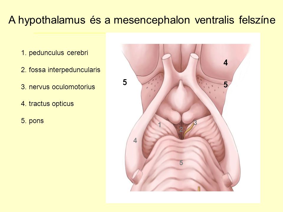 A hypothalamus és a mesencephalon ventralis felszíne