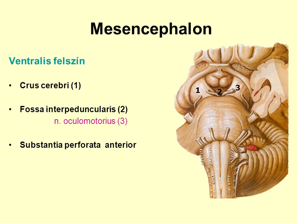 Mesencephalon Ventralis felszín Crus cerebri (1)