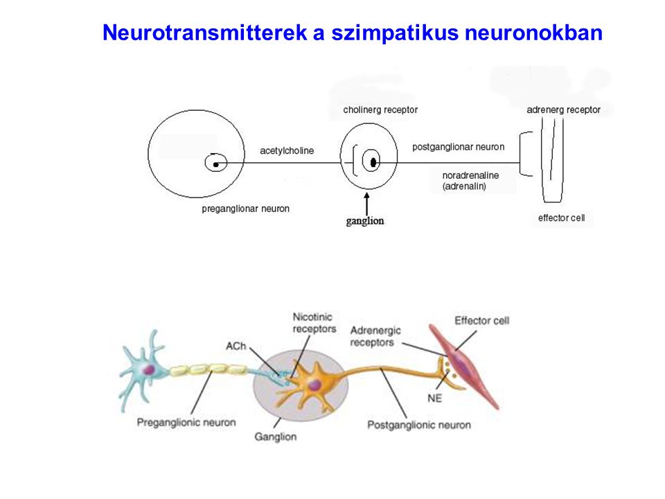Neurotransmitterek a szimpatikus neuronokban