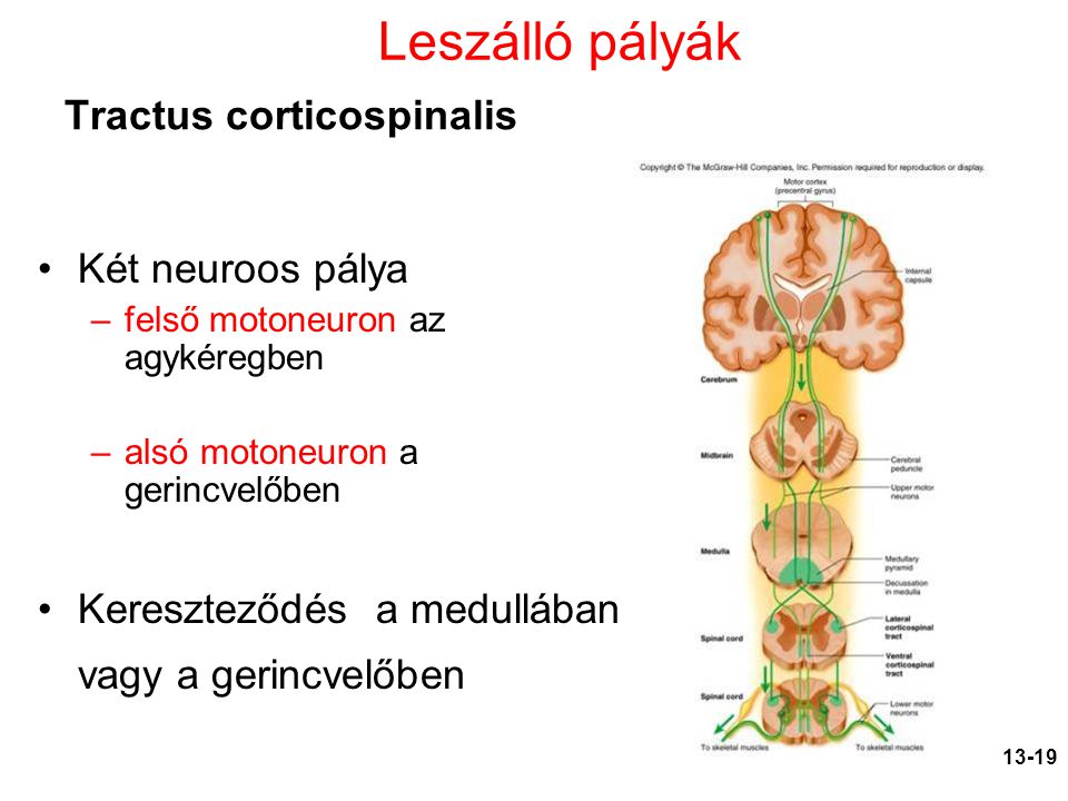 Tractus corticospinalis