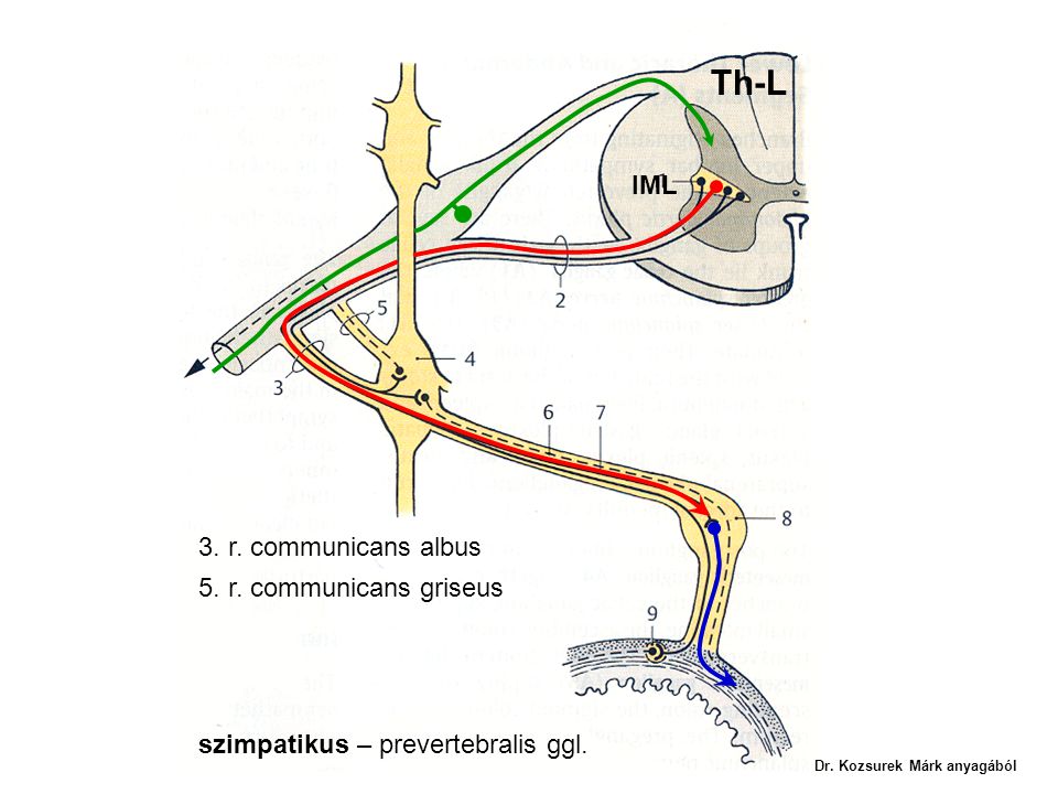 Th-L IML 3. r. communicans albus 5. r. communicans griseus