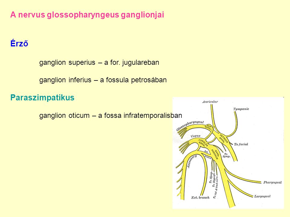 A nervus glossopharyngeus ganglionjai