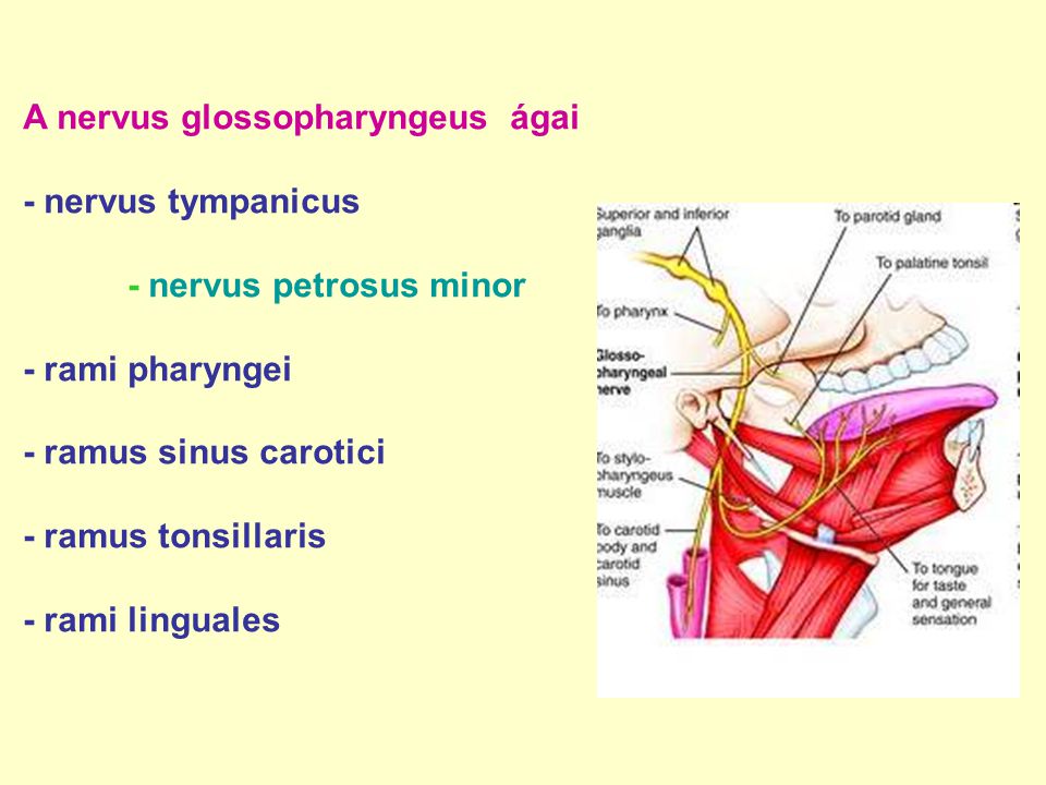 A nervus glossopharyngeus ágai