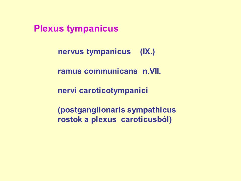 nervus tympanicus (IX.)