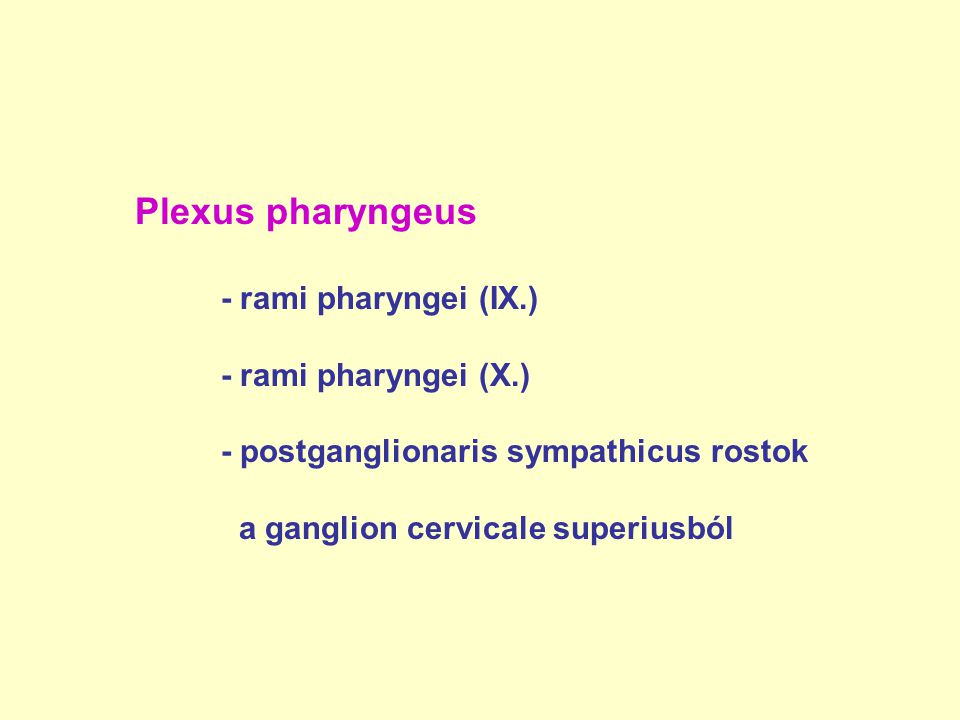 Plexus pharyngeus - rami pharyngei (IX.) - rami pharyngei (X.)