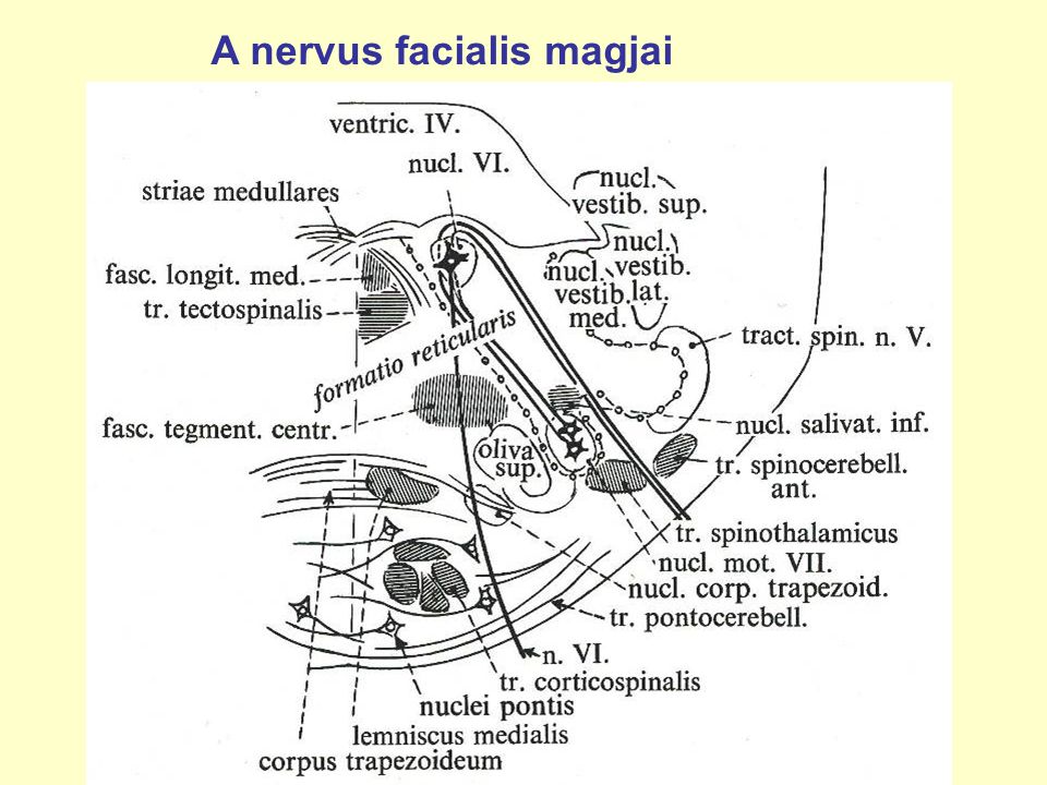 A nervus facialis magjai